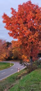 Flutlichttraining bei Abendstimmung in Geisfeld